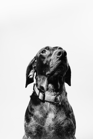 Портрет черной собаки на белом фоне 
