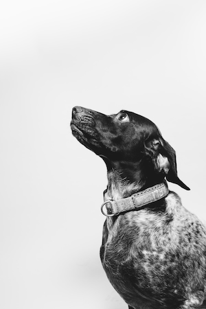 Портрет черной собаки на белом фоне 