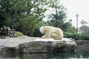 белый медведь на скале у воды в зоопарке 