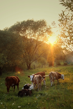 коричневые коровы на закате 