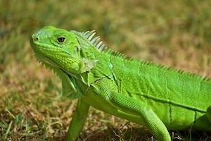 зеленая рептилия в дикой природе, крупный план 