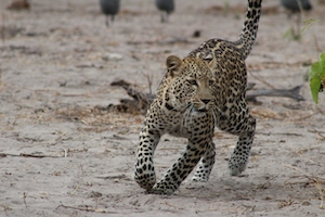 леопард бежит по песку 