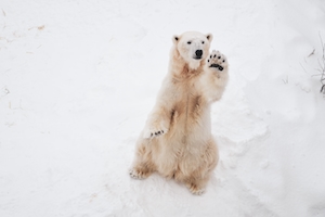 белый медведь сидит на снегу 