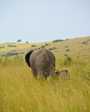 слон идет в зеленой высокой траве 