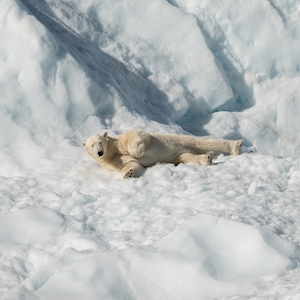белый медведь лежит на снегу 