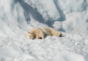 белый медведь лежит на снегу 