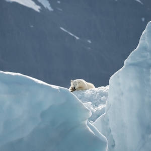 белый медведь в арктических льдах 