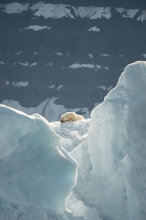 белый медведь среди арктических льдов 