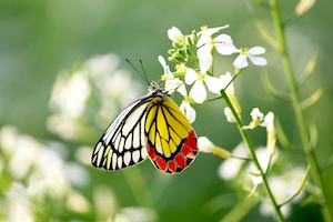 пестрая бабочка на фоне белых цветов 