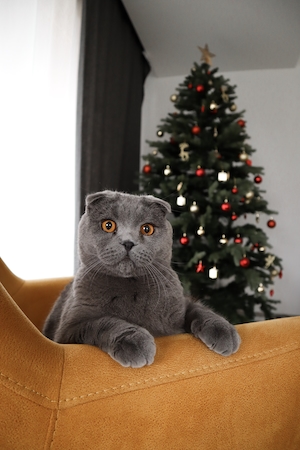 Серый кот с желтыми глазами сидит на желтом кресле на фоне новогодней елки 
