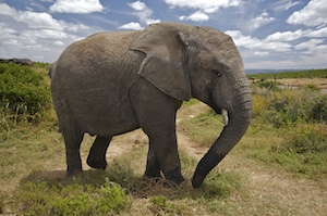 слон идет по степной тропинке 
