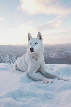 белая собака зимой на фоне гор 