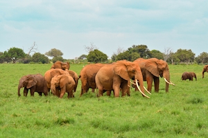 Группа коричневых слонов на лугу 
