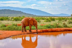 слон на водопое 