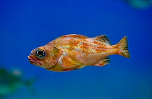 маленькая пестрая оранжевая рыбка в воде, вид сбоку, крупный план