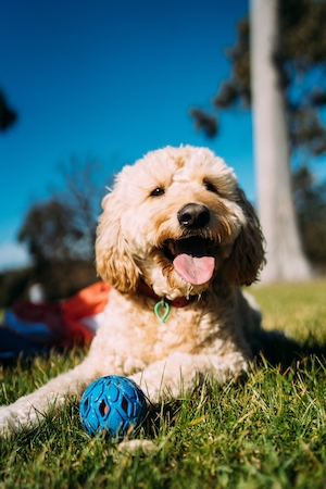 собака лежит на траве рядом со своей игрушкой 