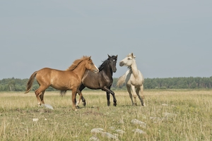 три лошади разных цветов на поле 