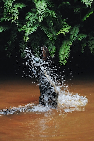 крокодил выпрыгивает из воды за своей добычей 