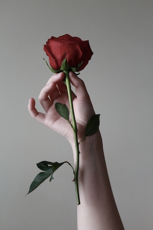 Цветок красной розы в руке человека, крупный план 