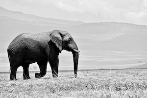 черно-белая фотография гуляющего слона 