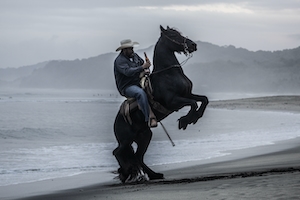 наездник на черном коне на пляже, укротитель коня