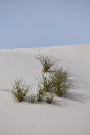 песчаные дюны, барханы, зеленые растения