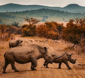 носороги перебегают тропу в сафари-парке 