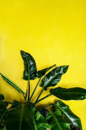 зеленый цветок на желтом фоне 