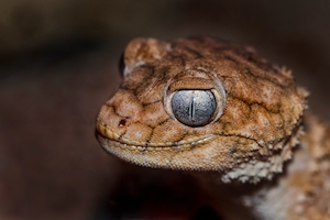 Портрет грубого геккона с шишкохвостым хвостом.