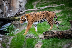 тигр идет по траве 