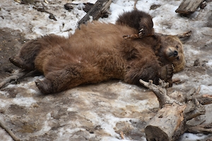 бурый медведь лежит на грязном снегу 