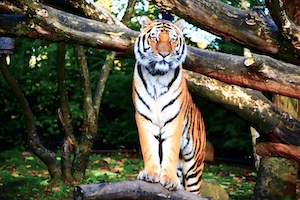 Большая кошка, тигр стоит на бревне 
