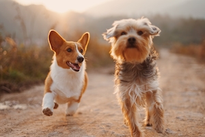 две собаки разных пород бегут на улице во время заката 