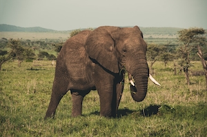 слон ест траву на поле 