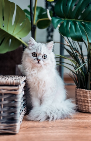 Белый пушистый кот среди растений на столе 