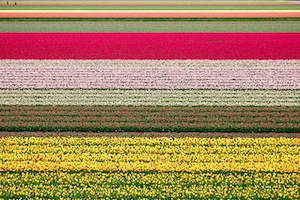 поля тюльпанов, четкие границы