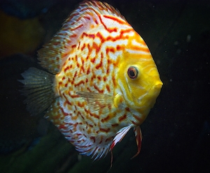 пестрая желто-красная рыба на черном фоне, крупный план, вид сбоку 