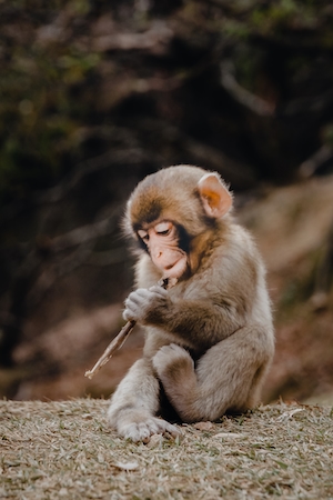 Маленькая обезьяна играется с палочкой 