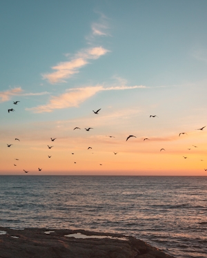 чайки в небе над закатным морем 