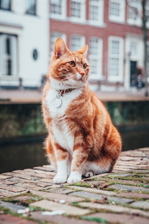 Рыжий кот в городе с медалькой на шее 