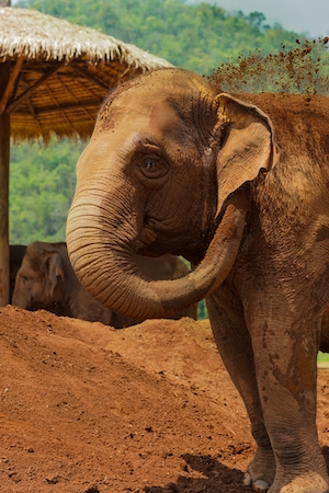 фото слона, стоящего на красном песке 