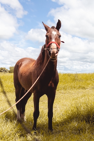 коричневый конь на поле, смотрит в кадр