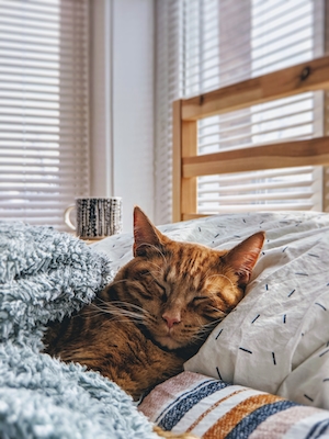 Рыжий кот спит в постели 