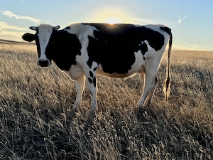 корова на поле