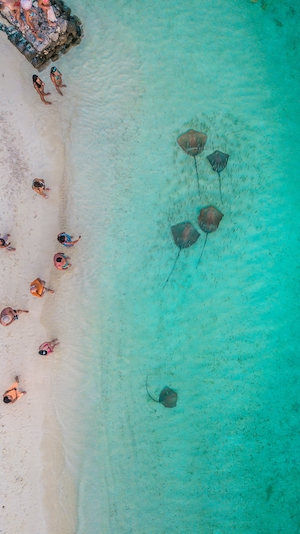 бирюзовое побережье с белым песком, фото с воздуха, скаты в воде, люди отдыхают на пляже 