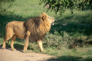 лев гуляет по природе 