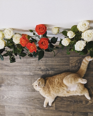 толстый рыжий кот лежит на полу возле роз 