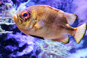 рыба с большими глазами на фоне корралов, вид сбоку, крупный план