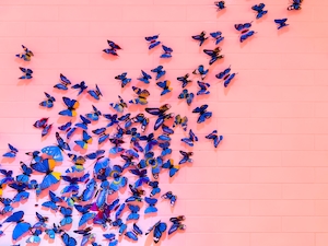 синие бабочки на розовом фоне 