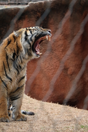Рев тигра, фото в профиль 